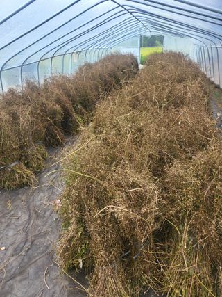 노지잔대재배7년차님의 오늘 어떤 농작업하셨나요? · 참여글 작성글 사진