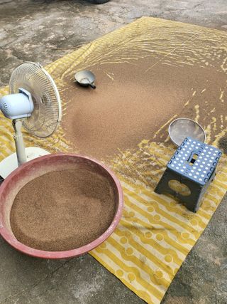 노지잔대재배7년차님의 오늘 어떤 농작업하셨나요? · 참여글 작성글 사진