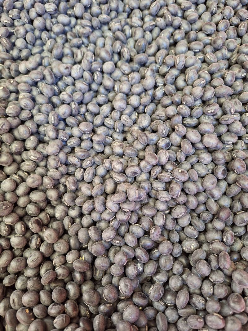 김가네농가님의 장터 판매 상품 [햇 서리태] 첨부 사진