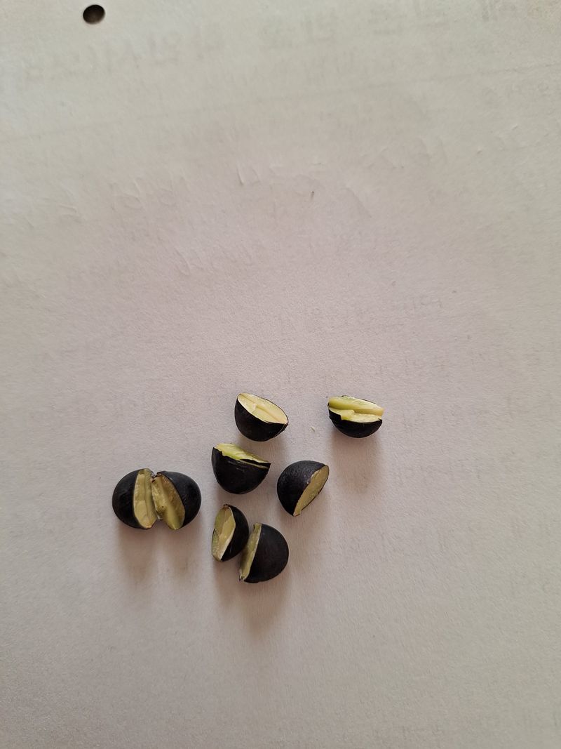 김가네농가님의 장터 판매 상품 [햇 서리태] 첨부 사진