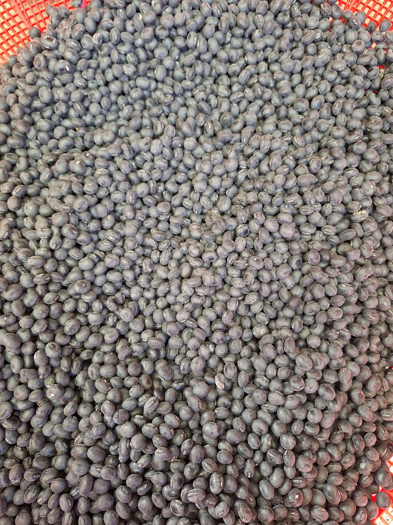 김가네농가님의 장터 판매 상품 [햇 서리태] 첨부 사진