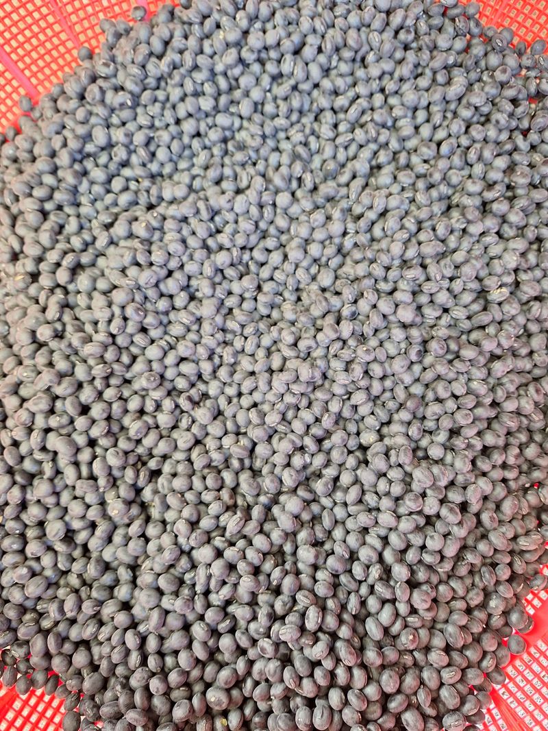 김가네농가님의 장터 판매 상품 [햇 서리태] 첨부 사진