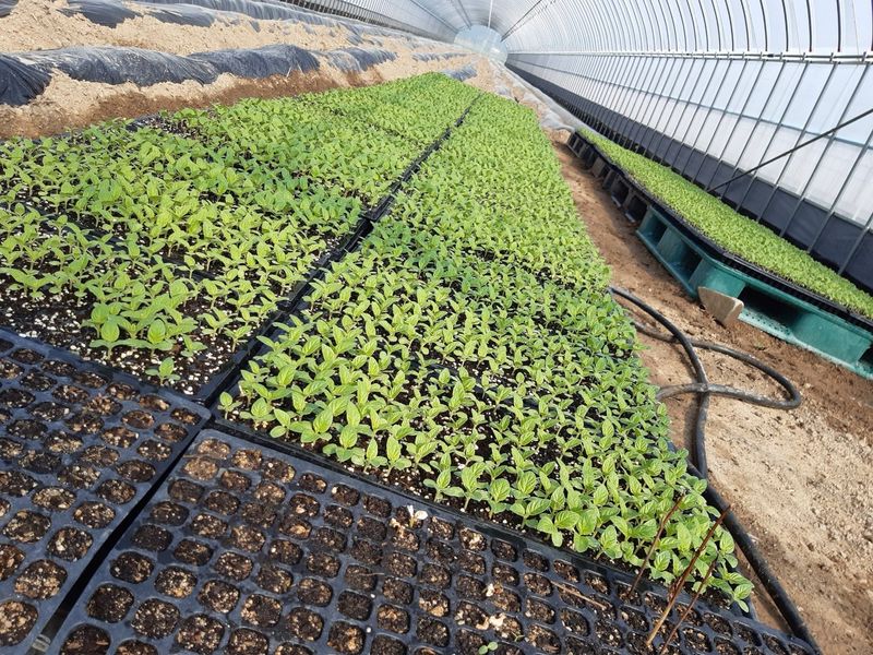 한상직님의 장터 판매 상품 [참깨 1kg] 첨부 사진