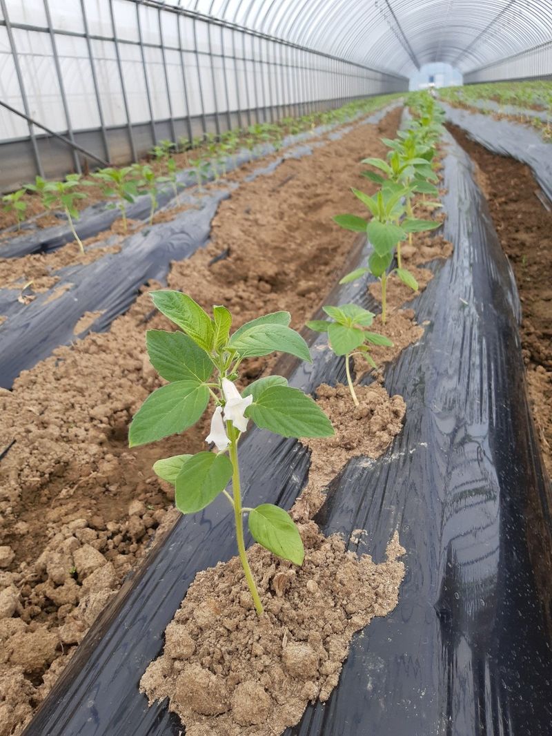 한상직님의 장터 판매 상품 [참깨 1kg] 첨부 사진