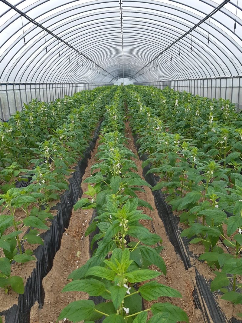 한상직님의 장터 판매 상품 [참깨 1kg] 첨부 사진