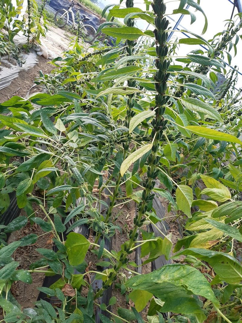 한상직님의 장터 판매 상품 [참깨 1kg] 첨부 사진