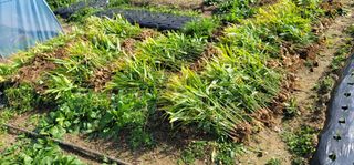 삼례텃밭지기님의 오늘 어떤 농작업하셨나요? · 참여글 작성글 사진