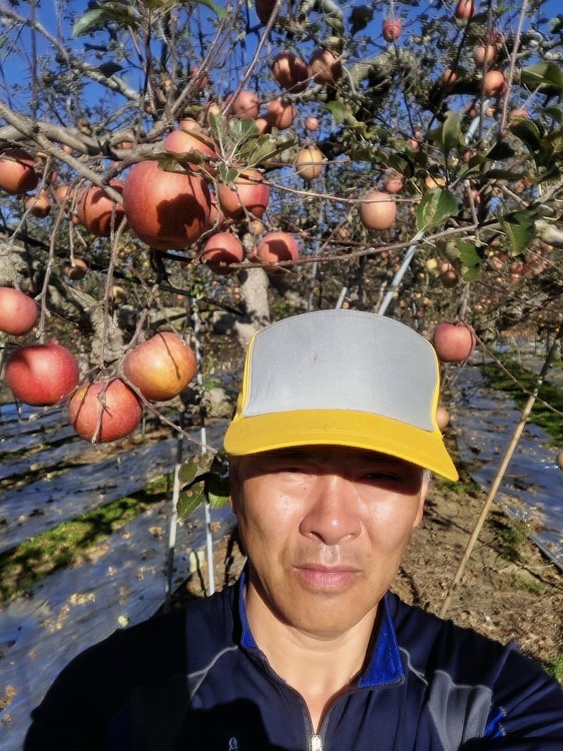 장터 상품 [사과 10 키로외] 썸네일