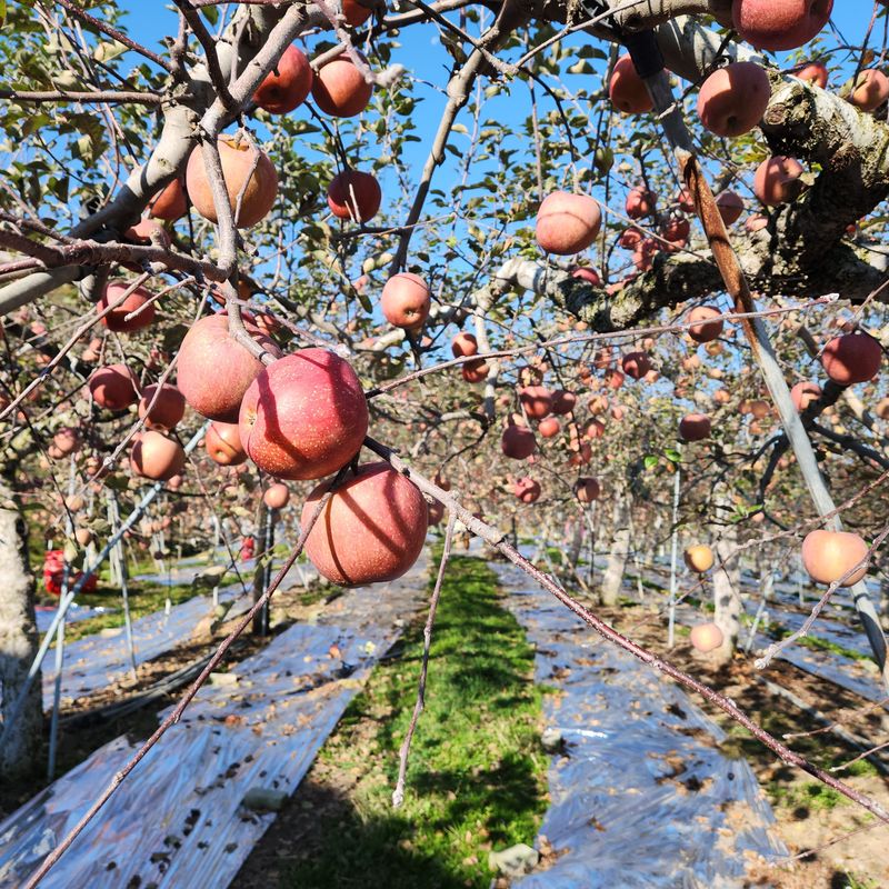 이용희 님의 장터 판매 상품 [사과 10 키로외] 첨부 사진