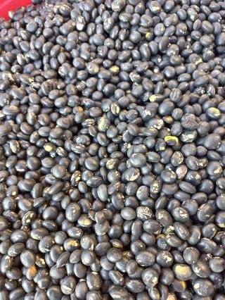 구대회님의 콩 · 자유게시판 작성글 사진