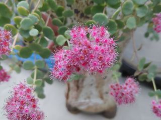 달맛햇복숭아농원님의 자유주제 · 사진전 작성글 사진