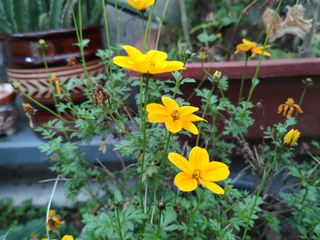 달맛햇복숭아농원님의 자유주제 · 사진전 작성글 사진