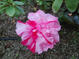 달맛햇복숭아농원님의 자유주제 · 사진전 작성글 사진