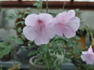 달맛햇복숭아농원님의 자유주제 · 사진전 작성글 사진