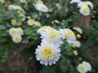 달맛햇복숭아농원님의 자유주제 · 사진전 작성글 사진