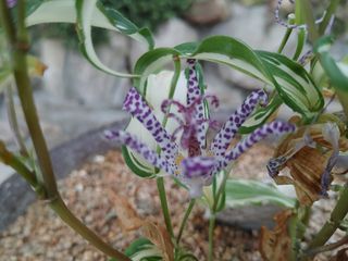 달맛햇복숭아농원님의 자유주제 · 사진전 작성글 사진