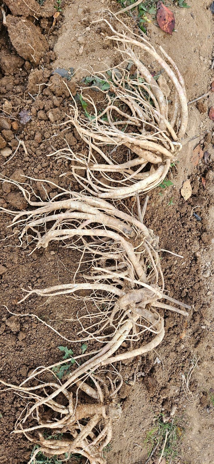 장터 상품 [슈퍼백도라지 4년근 ] 썸네일