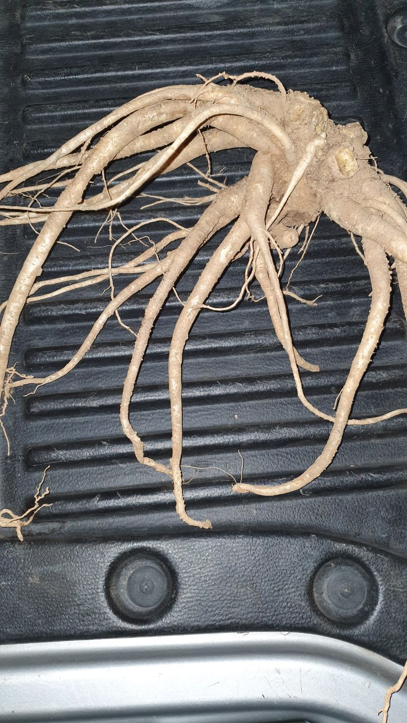 속리산 늘푸른 농장님의 장터 판매 상품 [슈퍼백도라지 4년근 ] 첨부 사진