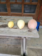 팜모닝 호박·자유게시판 게시글 이미지