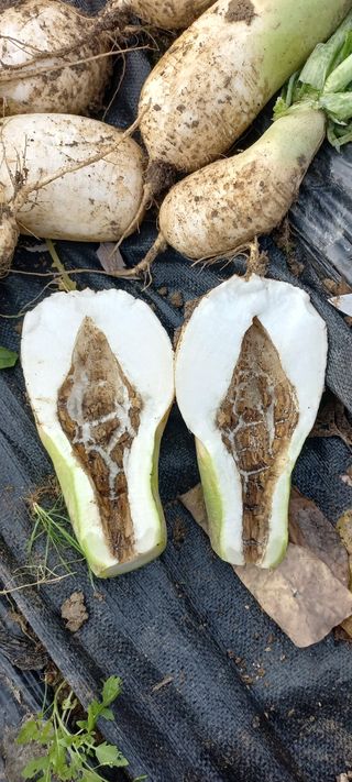 김고현님의 배추 · 병해충상담 작성글 사진