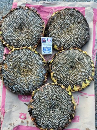 정찬영님의 오늘 어떤 농작업하셨나요? · 참여글 작성글 사진