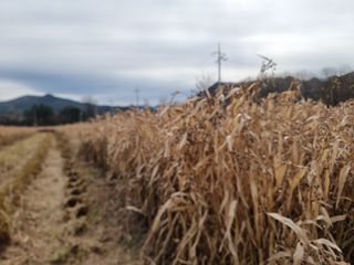 심상진님의 기타작물 · 자유게시판 작성글 사진