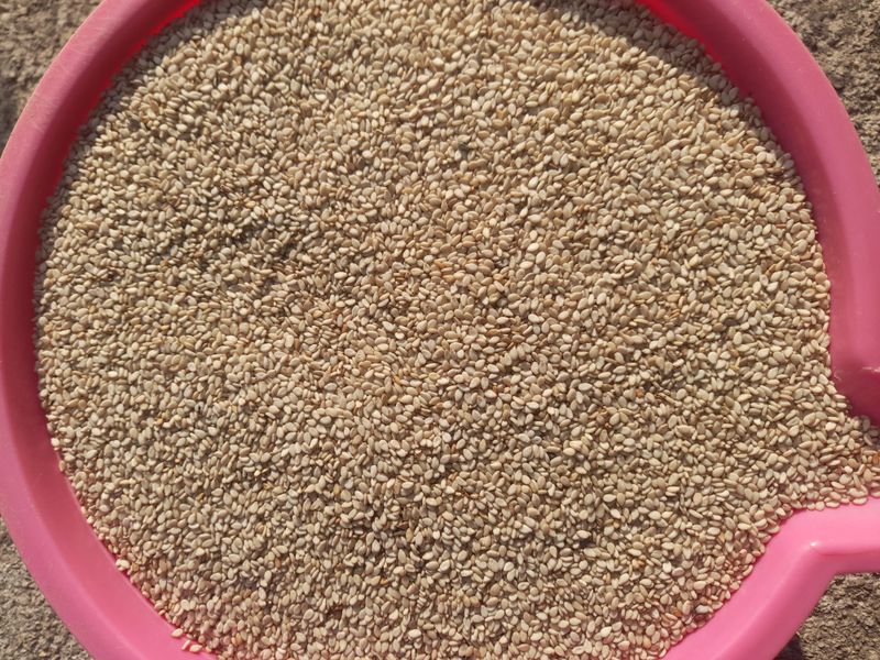 한상직님의 장터 판매 상품 [참깨 ] 첨부 사진