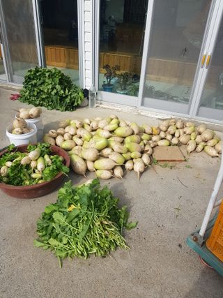 마늘 복숭아윤금자님의 오늘 어떤 농작업하셨나요? · 참여글 작성글 사진