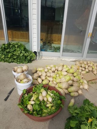 마늘 복숭아윤금자님의 오늘 어떤 농작업하셨나요? · 참여글 작성글 사진