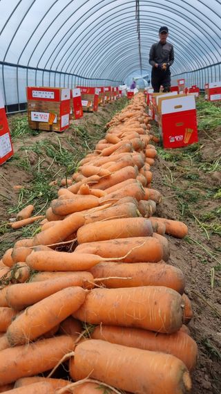 정영자님의 오늘 어떤 농작업하셨나요? · 참여글 작성글 사진