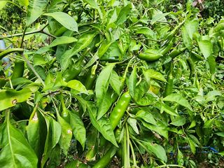 전병대님의 오늘 어떤 농작업하셨나요? · 참여글 작성글 사진