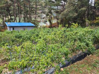 전병대님의 오늘 어떤 농작업하셨나요? · 참여글 작성글 사진