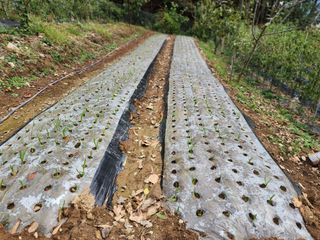 전병대님의 오늘 어떤 농작업하셨나요? · 참여글 작성글 사진