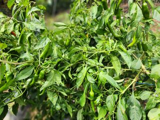 전병대님의 오늘 어떤 농작업하셨나요? · 참여글 작성글 사진