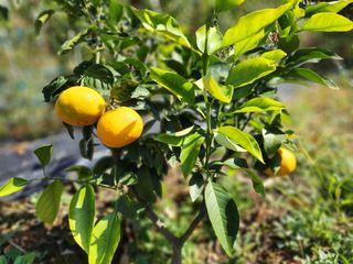 전병대님의 오늘 어떤 농작업하셨나요? · 참여글 작성글 사진