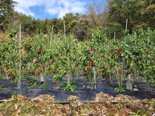 전병대님의 오늘 어떤 농작업하셨나요? · 참여글 작성글 사진