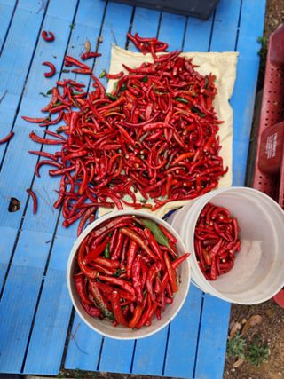 전병대님의 오늘 어떤 농작업하셨나요? · 참여글 작성글 사진