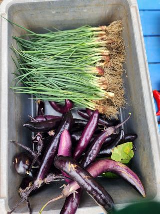 전병대님의 오늘 어떤 농작업하셨나요? · 참여글 작성글 사진