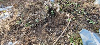 김정은님의 오늘 어떤 농작업하셨나요? · 참여글 작성글 사진