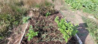 김정은님의 오늘 어떤 농작업하셨나요? · 참여글 작성글 사진