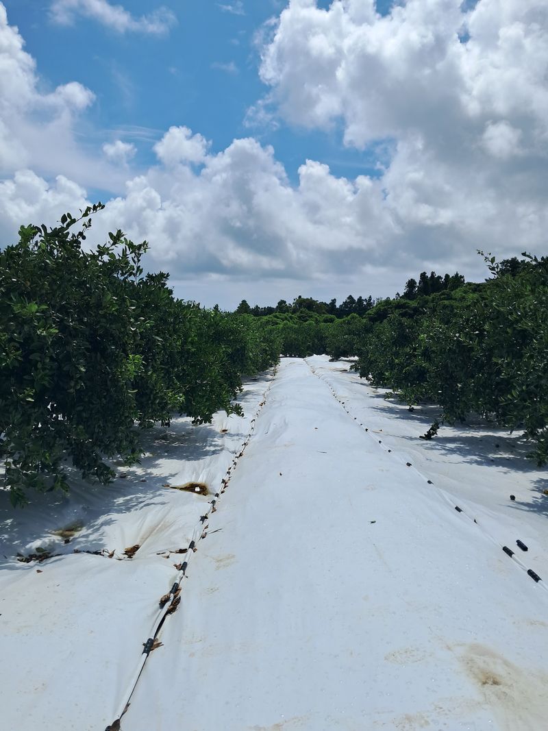 알 수 없음님의 장터 판매 상품 [감기 예방에 더없이 좋은과일 ] 첨부 사진