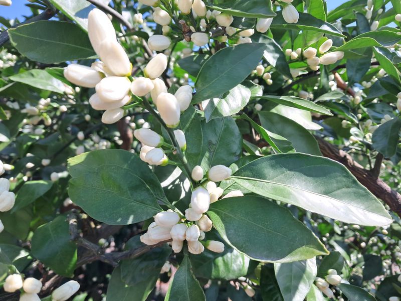 알 수 없음님의 장터 판매 상품 [감기 예방에 더없이 좋은과일 ] 첨부 사진