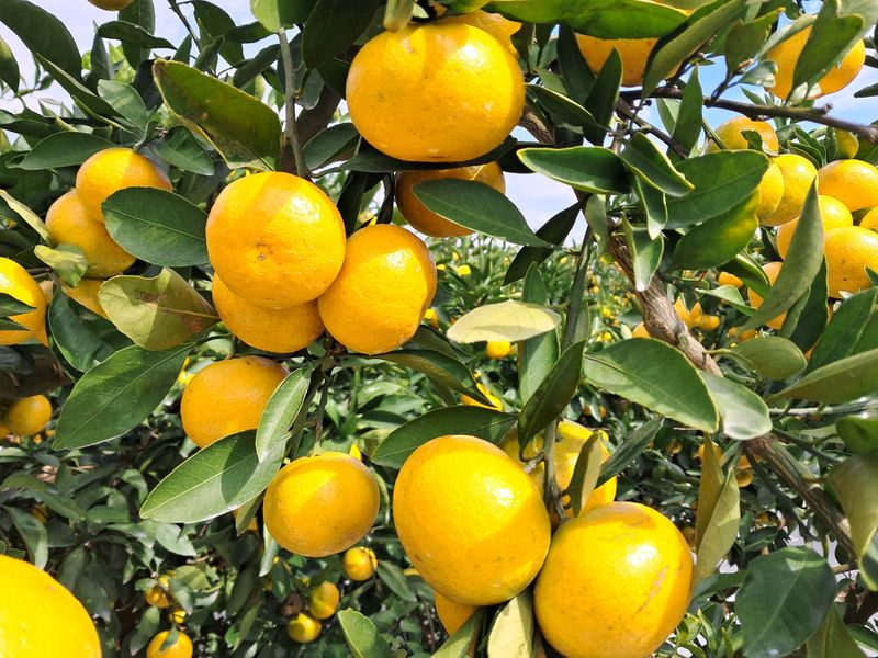알 수 없음님의 장터 판매 상품 [감기 예방에 더없이 좋은과일 ] 첨부 사진