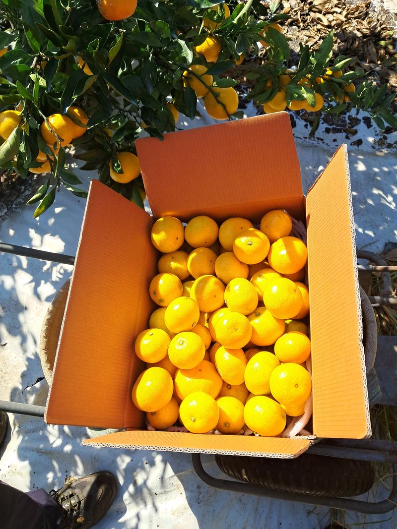 알 수 없음님의 장터 판매 상품 [감기 예방에 더없이 좋은과일 ] 첨부 사진