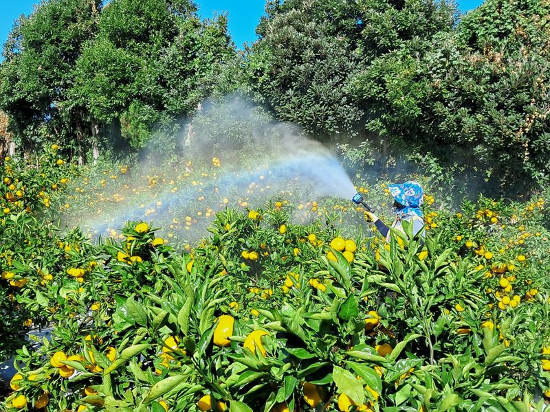 알 수 없음님의 장터 판매 상품 [감기 예방에 더없이 좋은과일 ] 첨부 사진