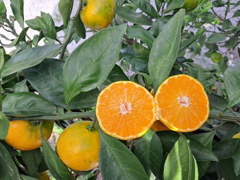 알 수 없음님의 장터 판매 상품 [감기 예방에 더없이 좋은과일 ] 첨부 사진