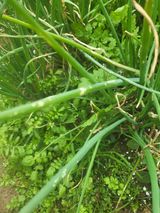 팜모닝 기타작물·병해충상담 게시글 이미지