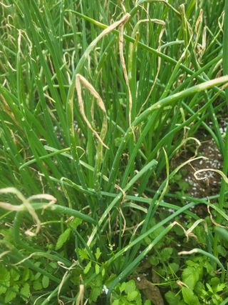 장용익님의 기타작물 · 병해충상담 작성글 사진