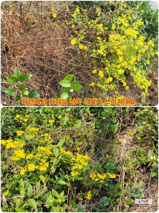 조용길님의 자유주제 · 자유게시판 작성글 사진