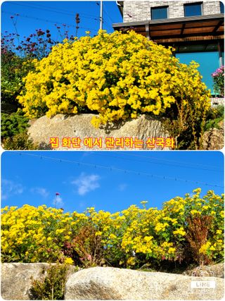 조용길님의 자유주제 · 자유게시판 작성글 사진